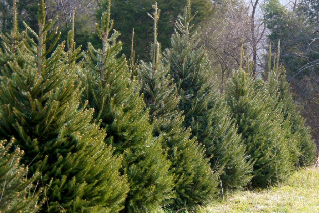 Christmas Tree Care Christmas Tree Care