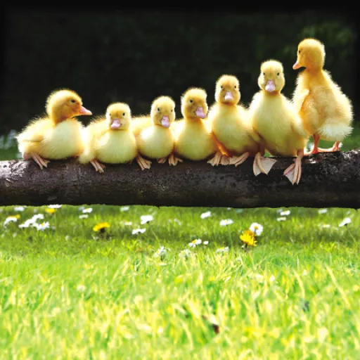 7 Little Ducklings Birthday Card